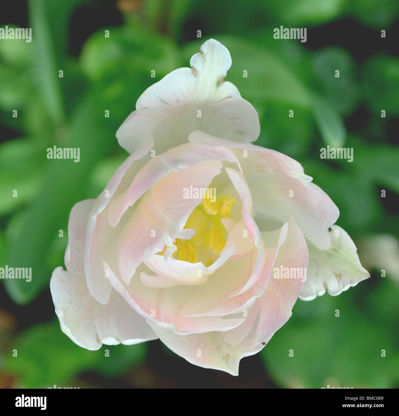 off white pink tulip