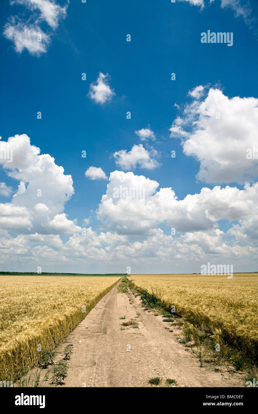 Wheat fields in Arkansas, USA Stock Photo