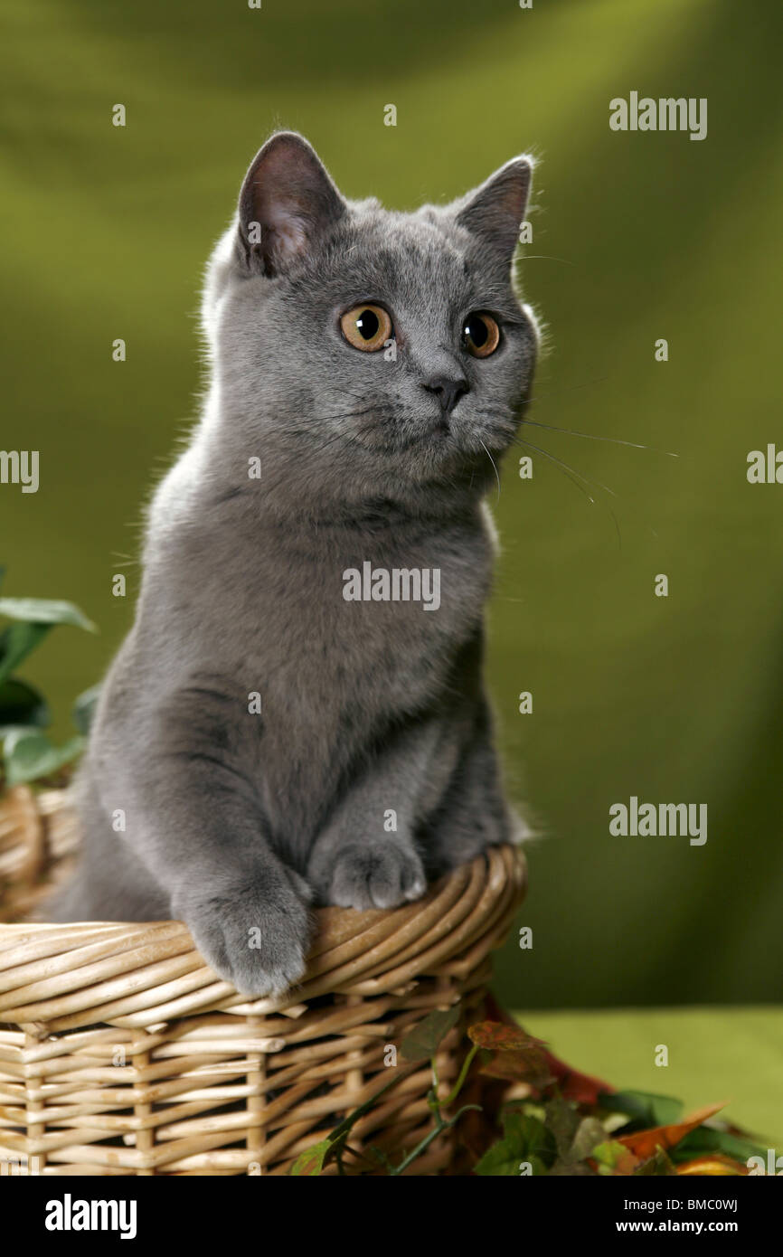 Britisch Kurzhaar / British Shorthair Stock Photo