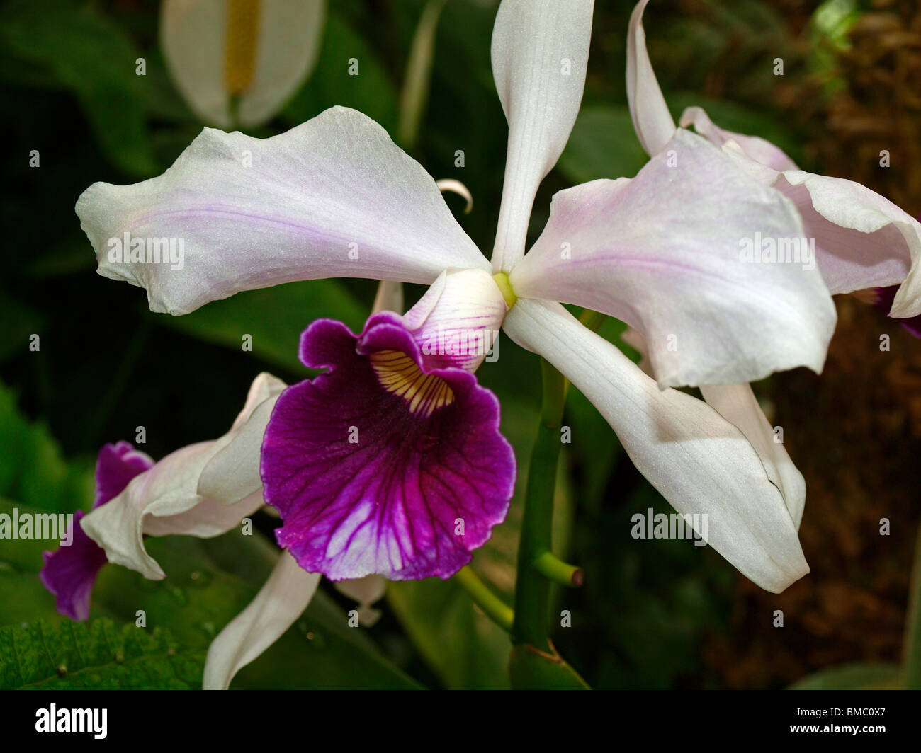 Orchid Lc. Canhamiana or Laeliocattleya Canhamiana. Laelia purpurata Stock Photo