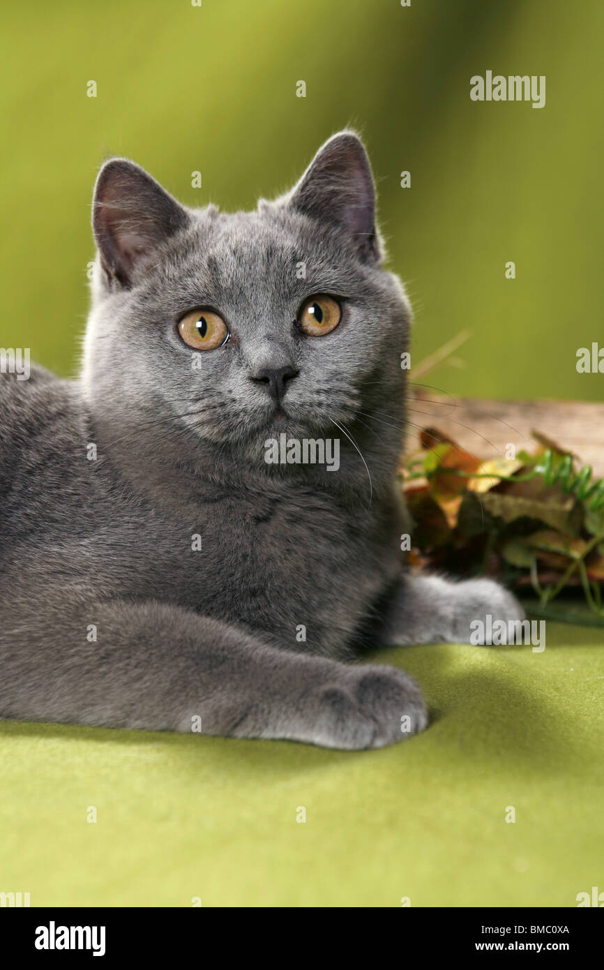 Britisch Kurzhaar / British Shorthair Stock Photo - Alamy