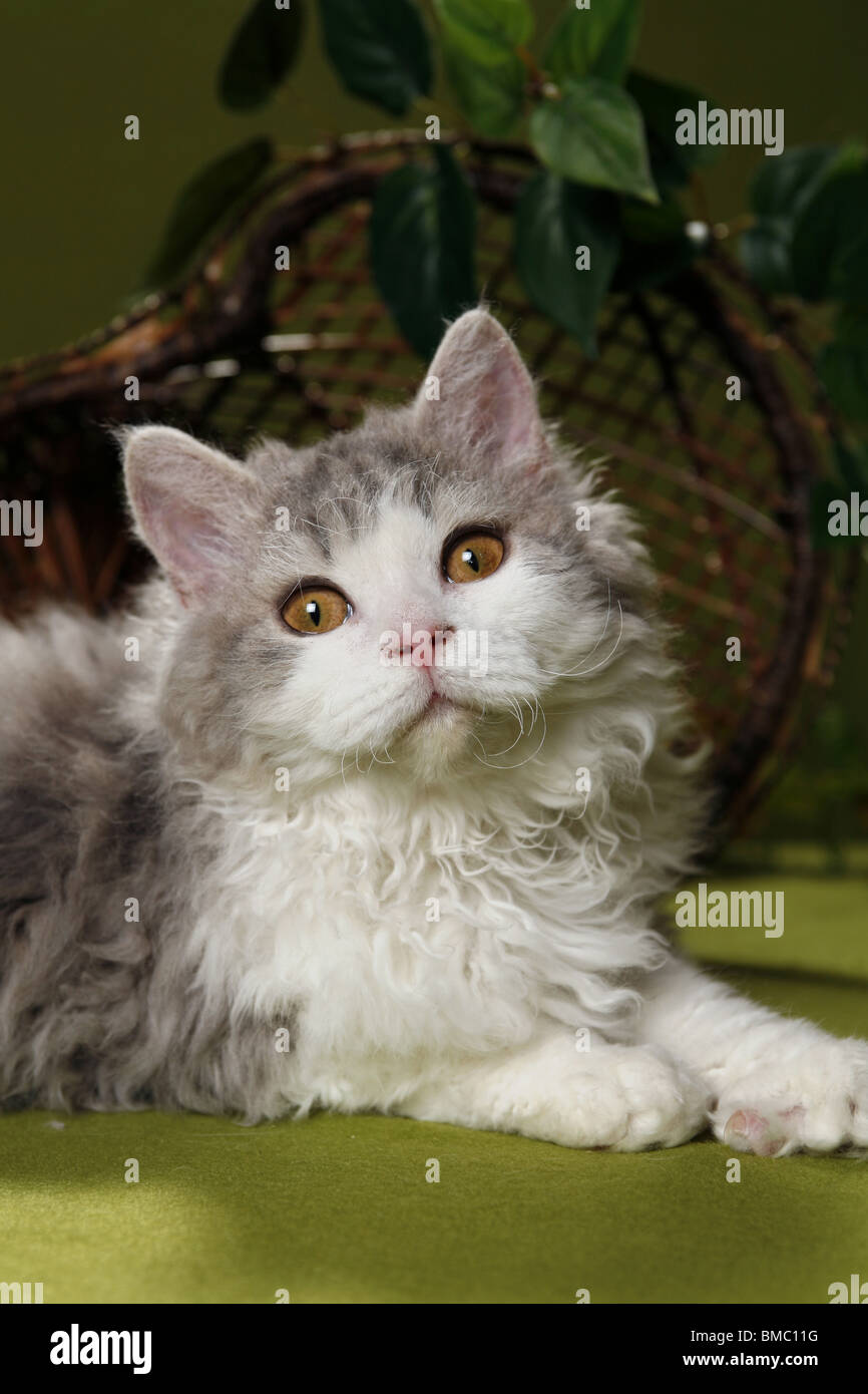 Selkirk Rex Stock Photo