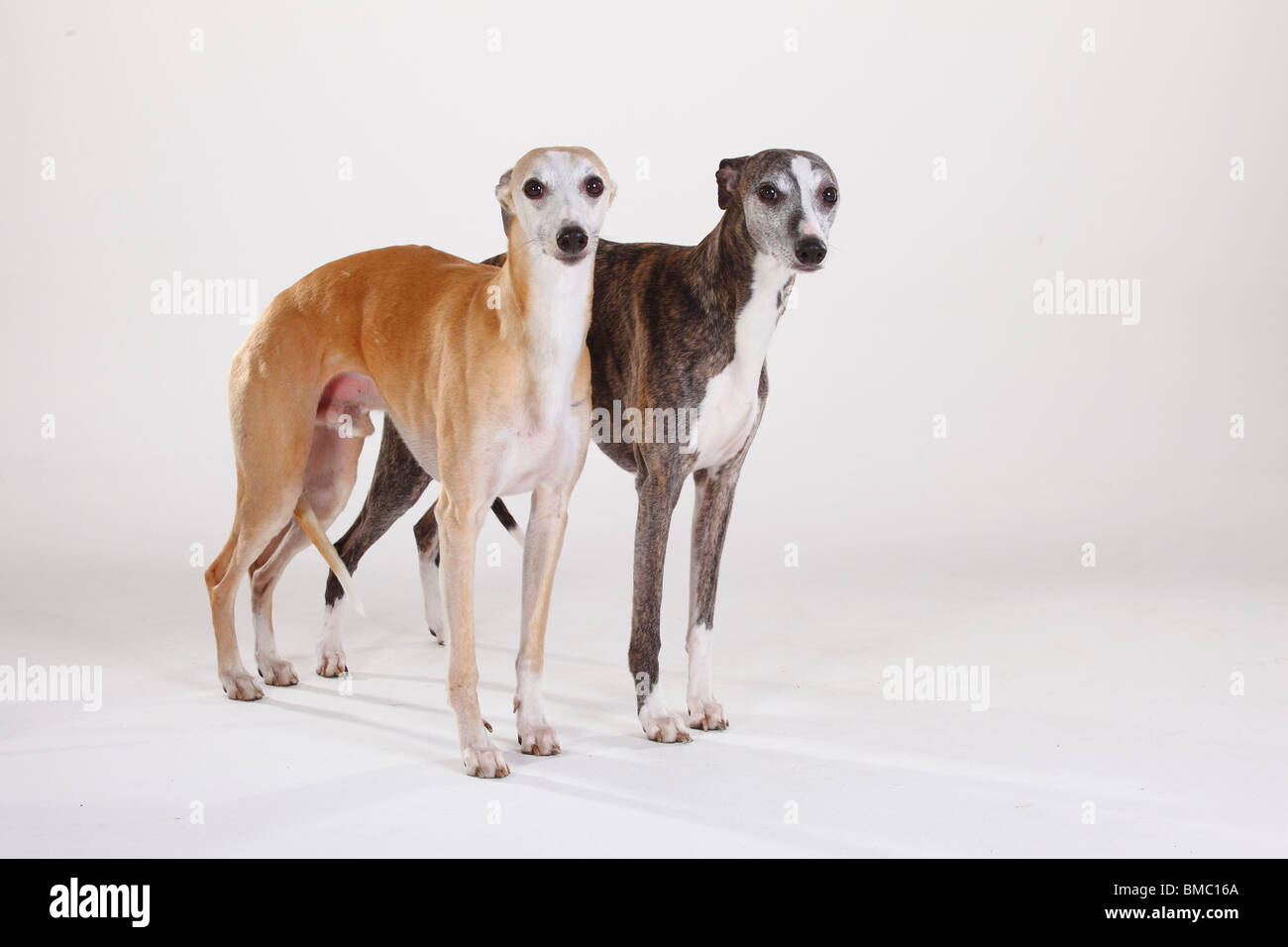Whippets, males  Stock Photo