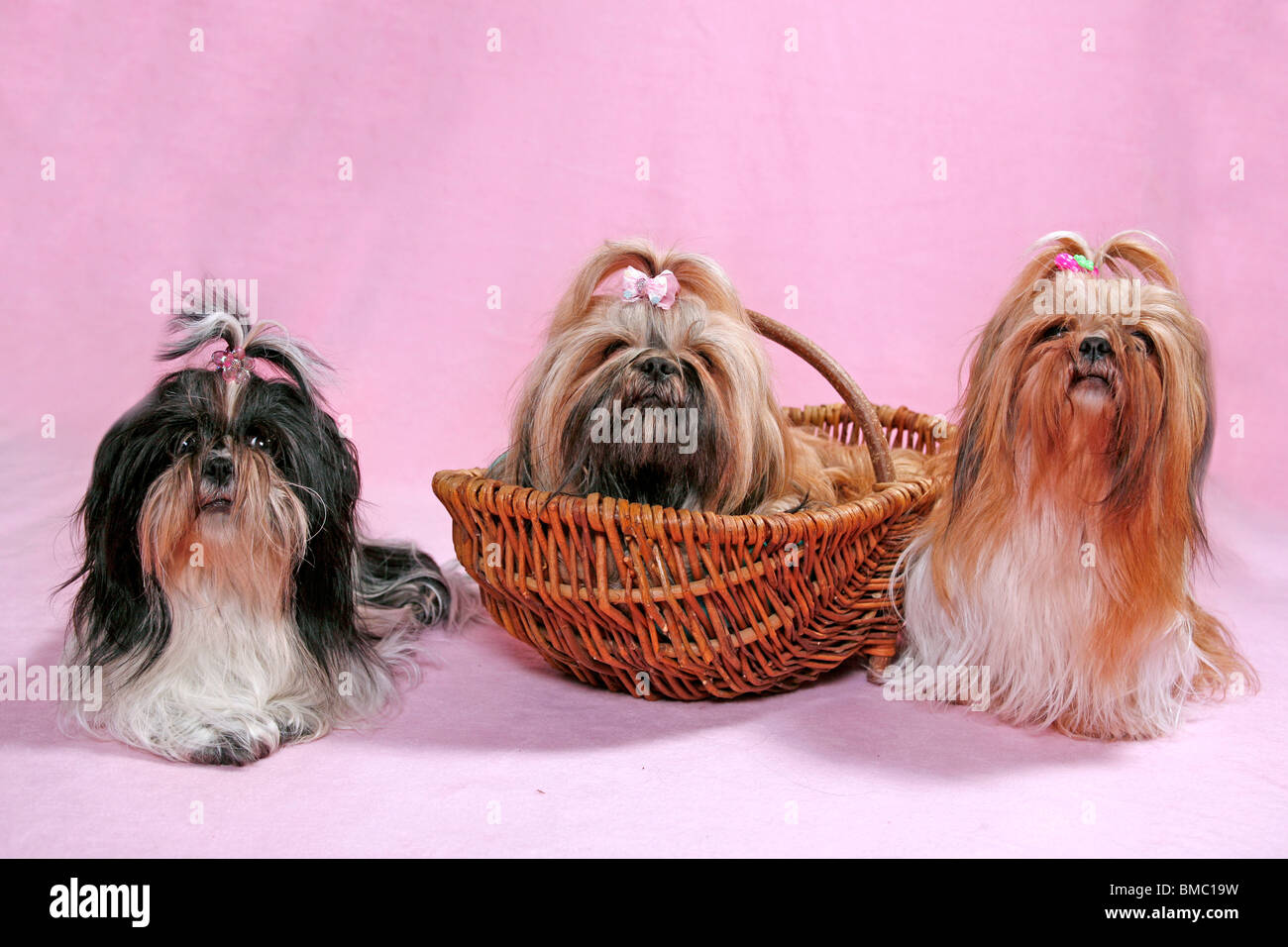 liegender Shih Tzu / lying Shih Tzu Stock Photo