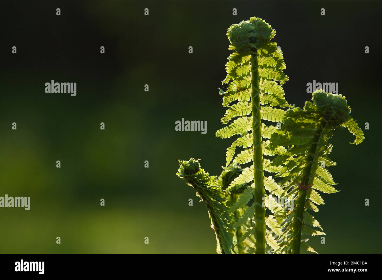 Male fern Stock Photo