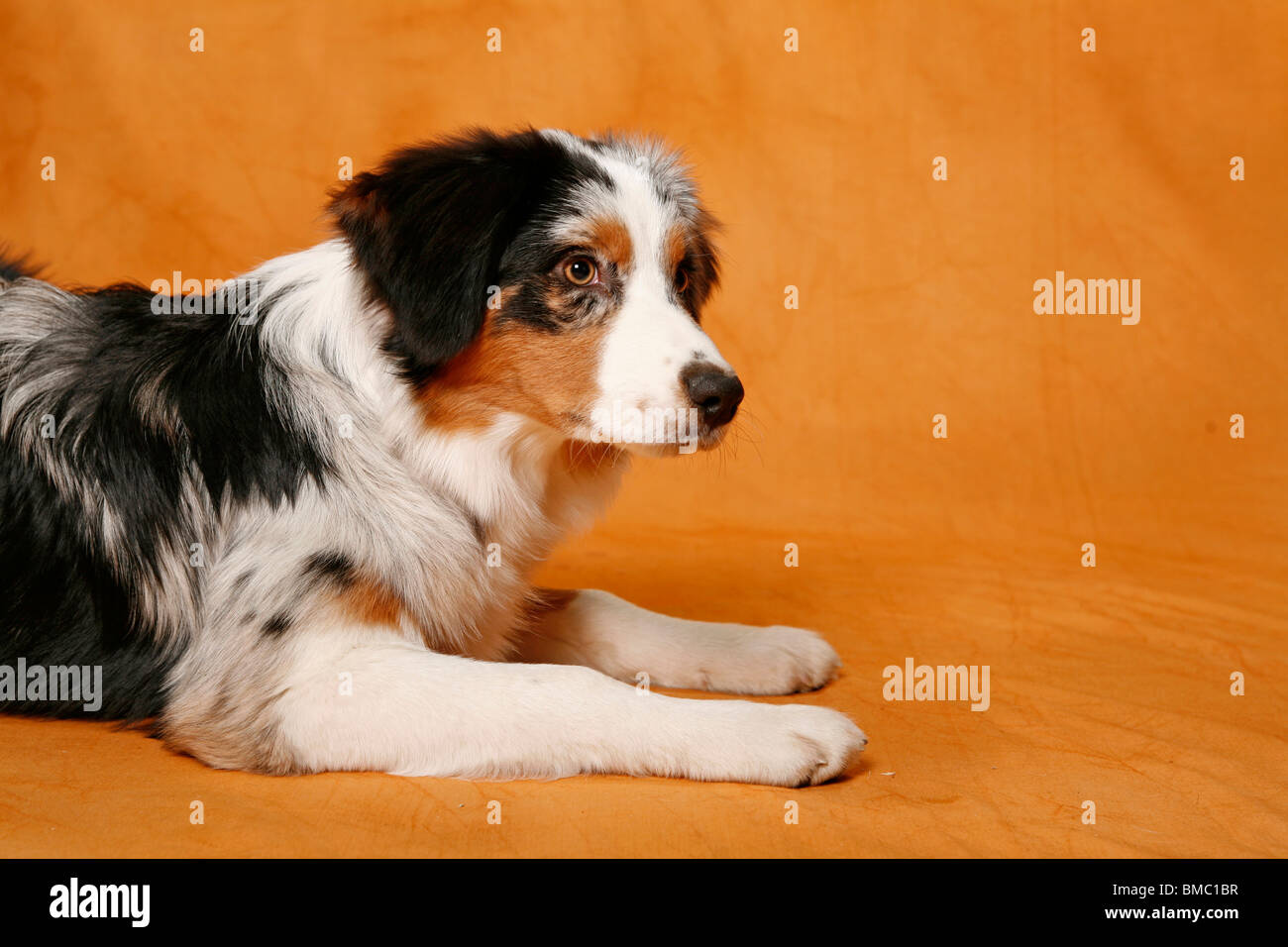 liegender Australian Shepherd / lying Australian Shepherd Stock Photo