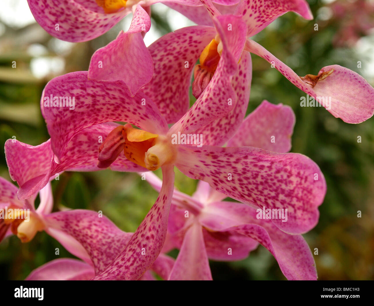 Mokara Sumaree Pink Orchid. Vanda hybrid. Vanda is the original Indian name for orchids. Mokaras belong to the Genera of Vanda Stock Photo