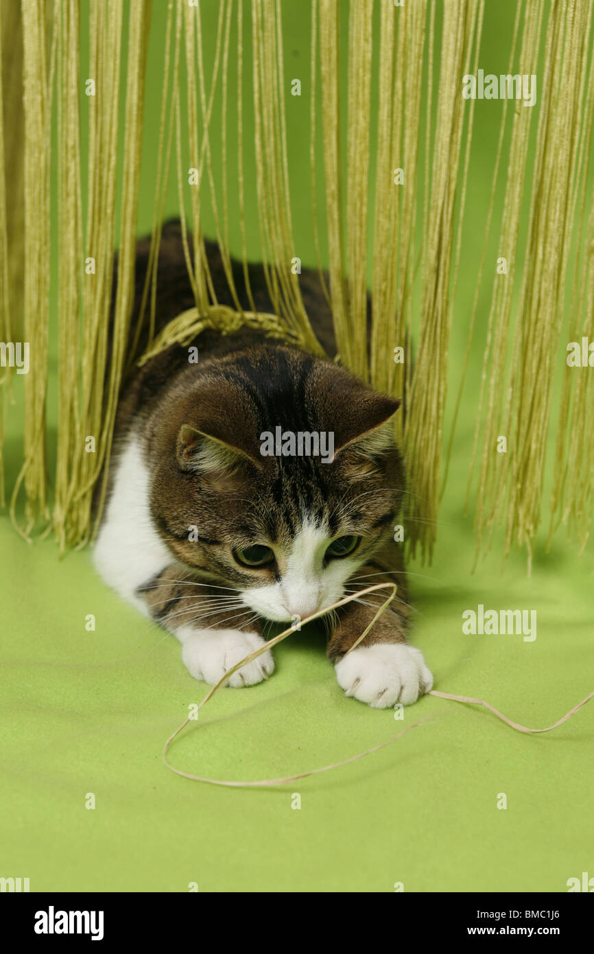 spielende Katze / playing cat Stock Photo