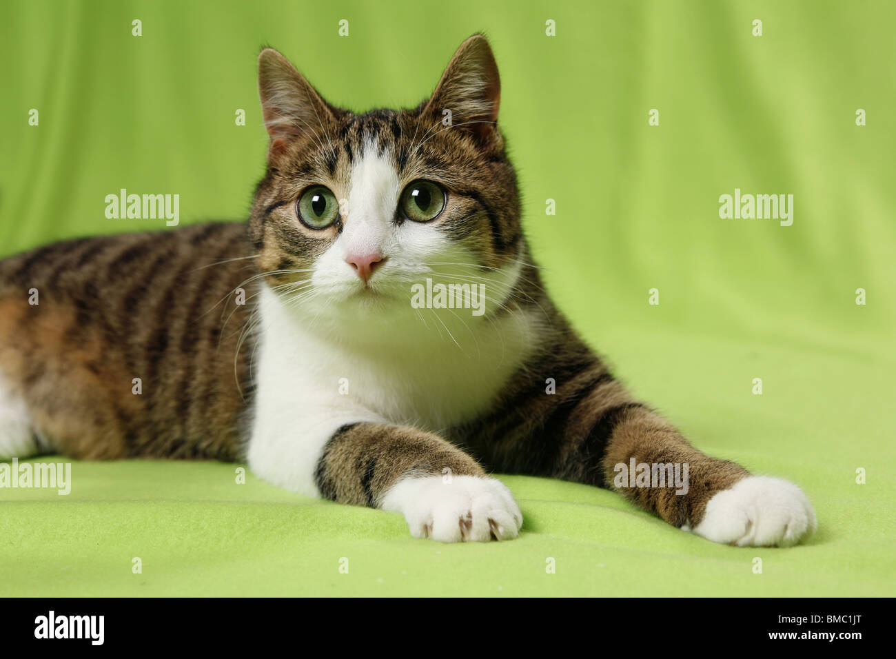 liegende Katze / lying cat Stock Photo