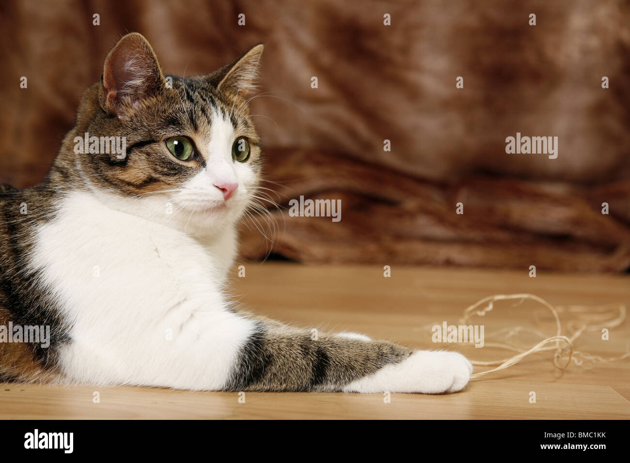 Katze / domestic cat Stock Photo