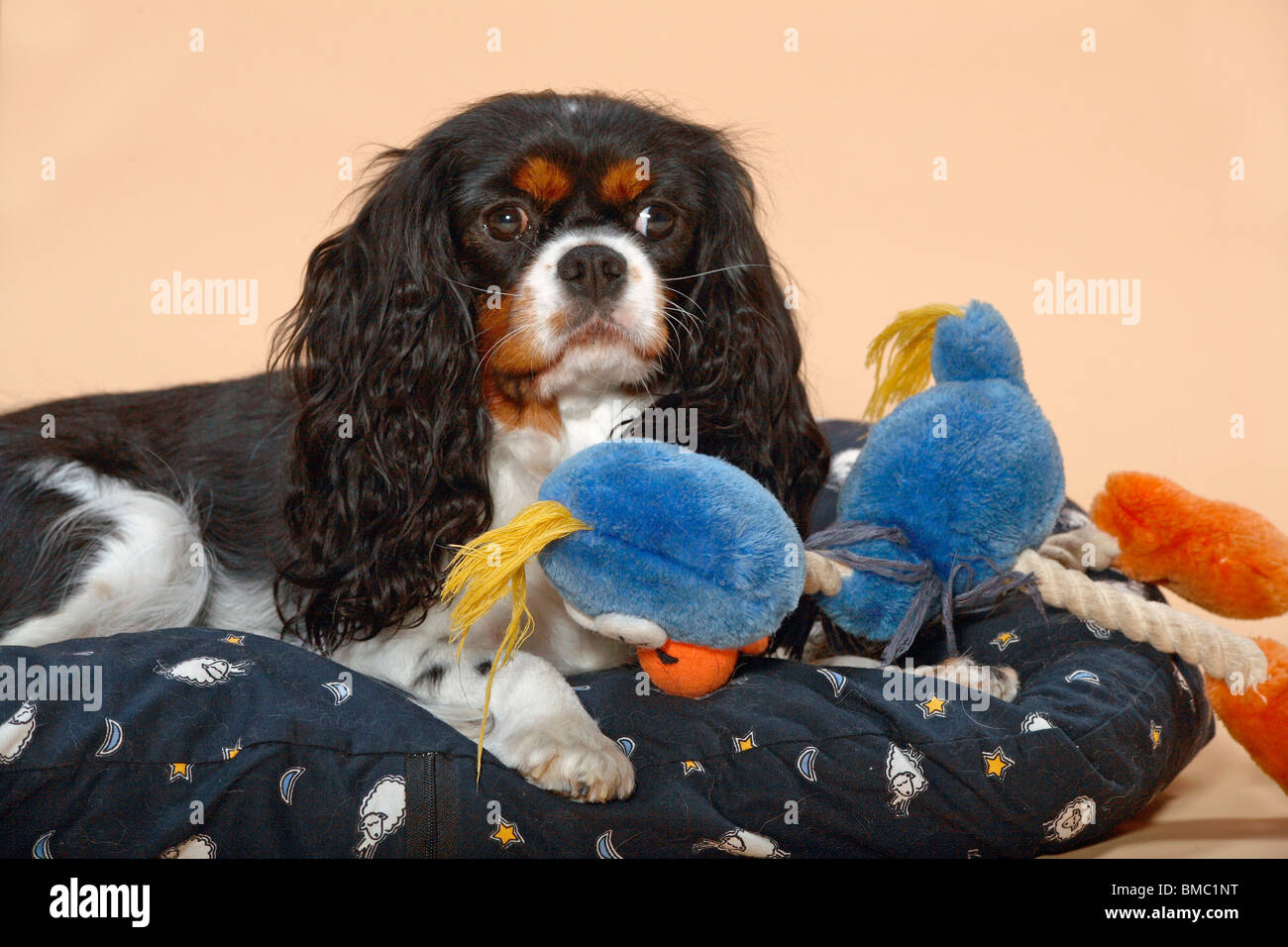 Cavalier auf Kissen / dog on pad Stock Photo
