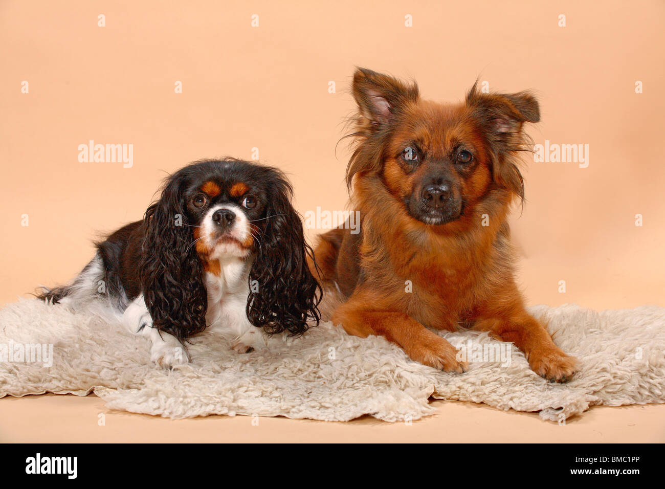 Hunde auf Schafsfell / lying dogs Stock Photo