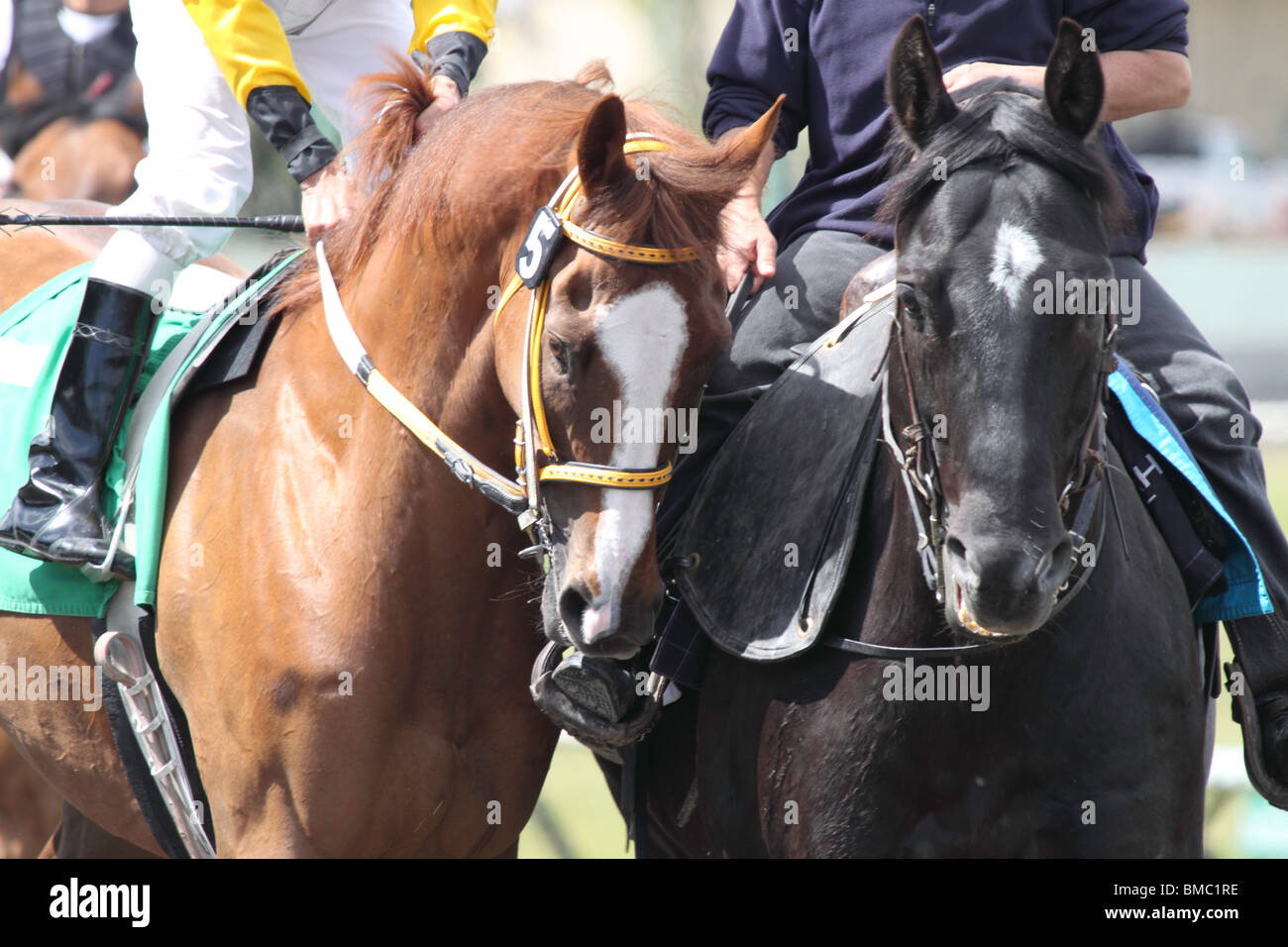 Horse being led hires stock photography and images Alamy