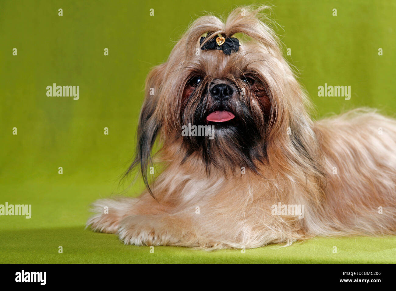 liegender Shih Tzu / lying Shih Tzu Stock Photo