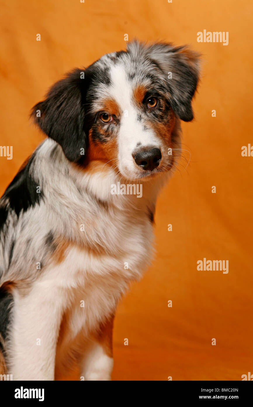 Australian Shepherd Portrait Stock Photo Alamy