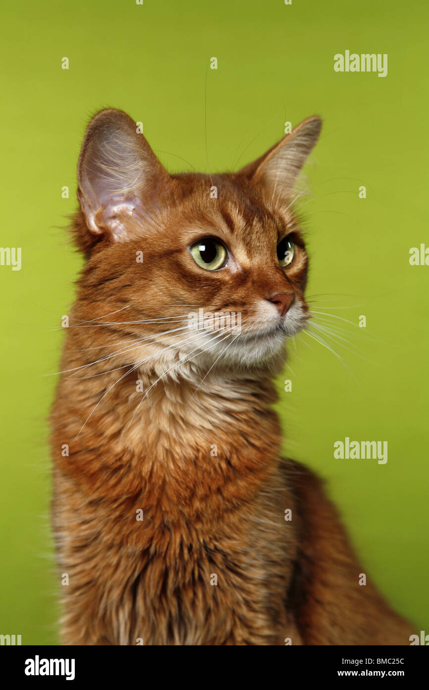 Somali Portrait Stock Photo