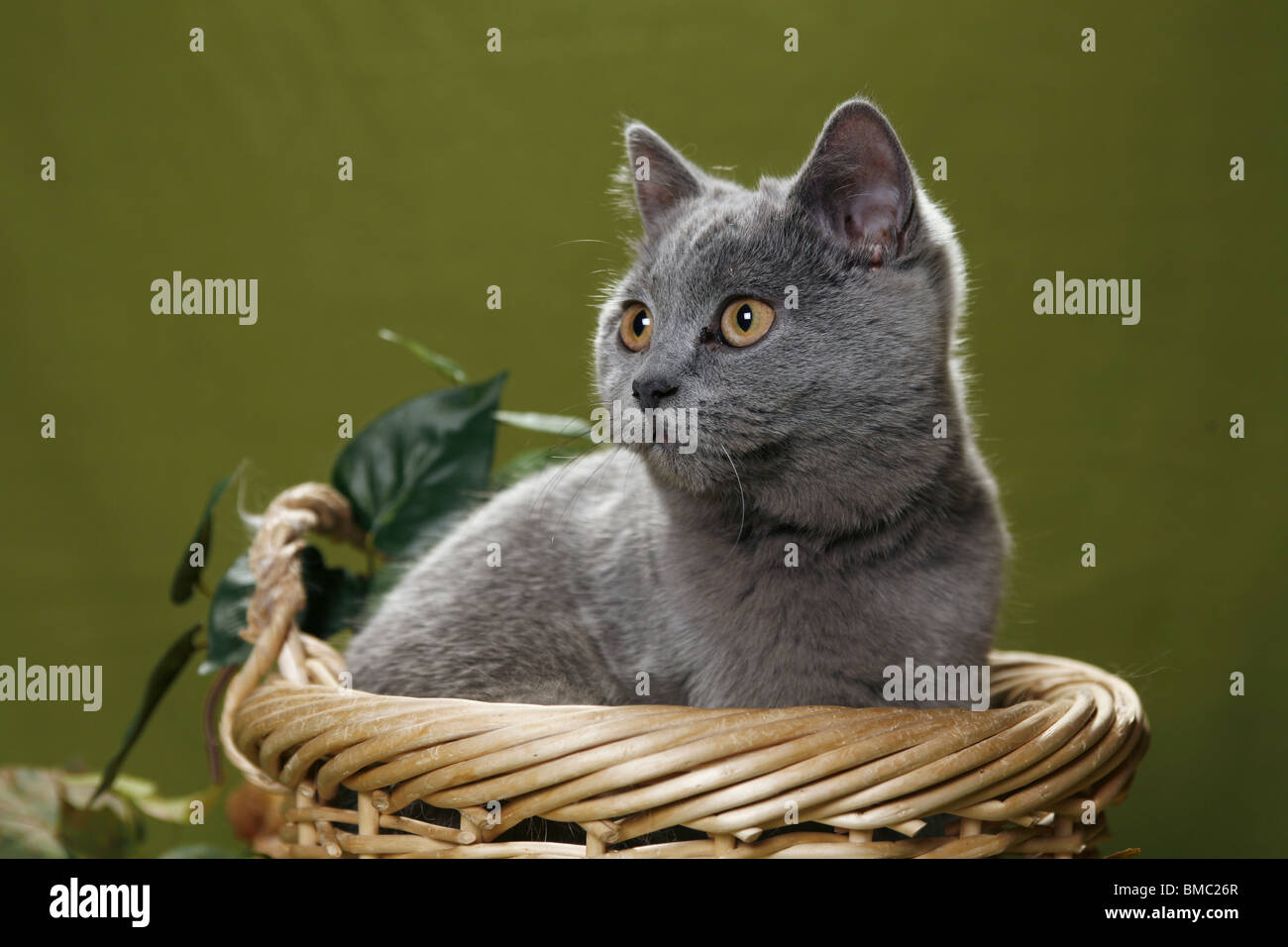 Britisch Kurzhaar / British Shorthair Stock Photo