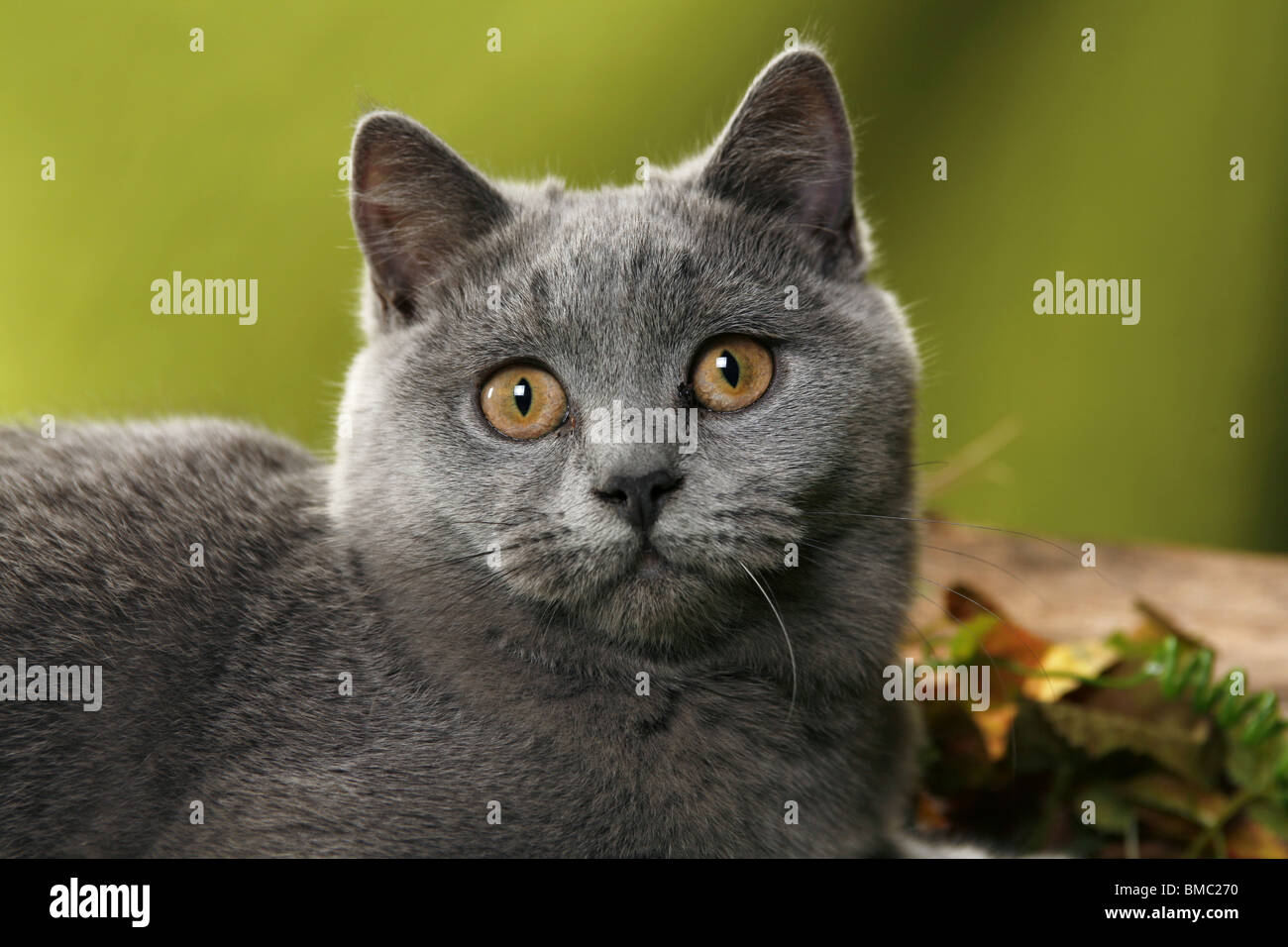 Britisch Kurzhaar / British Shorthair Stock Photo