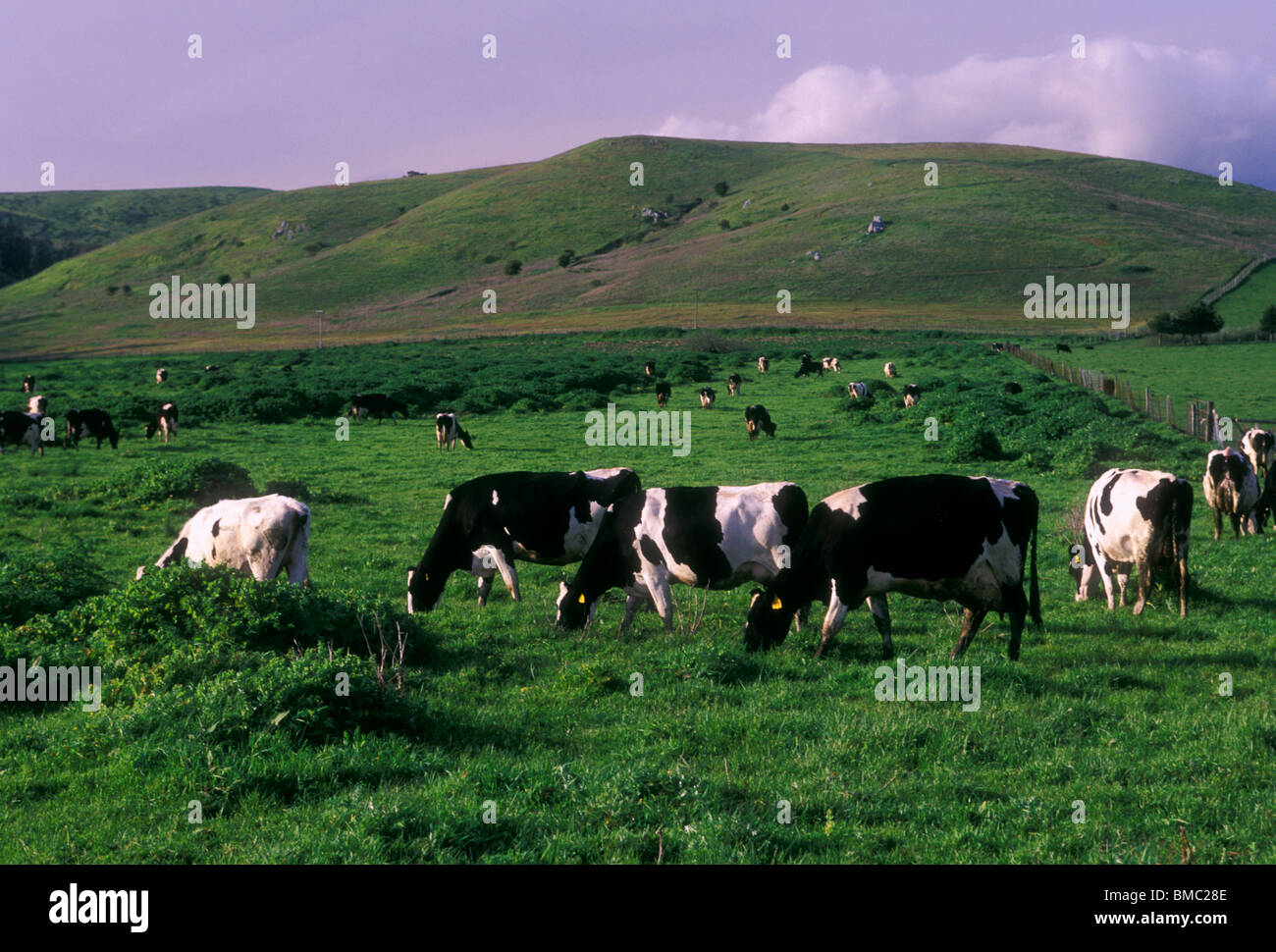 cow, cows, dairy cow, dairy cows, grazing, pasture, ranch, farmstead ...