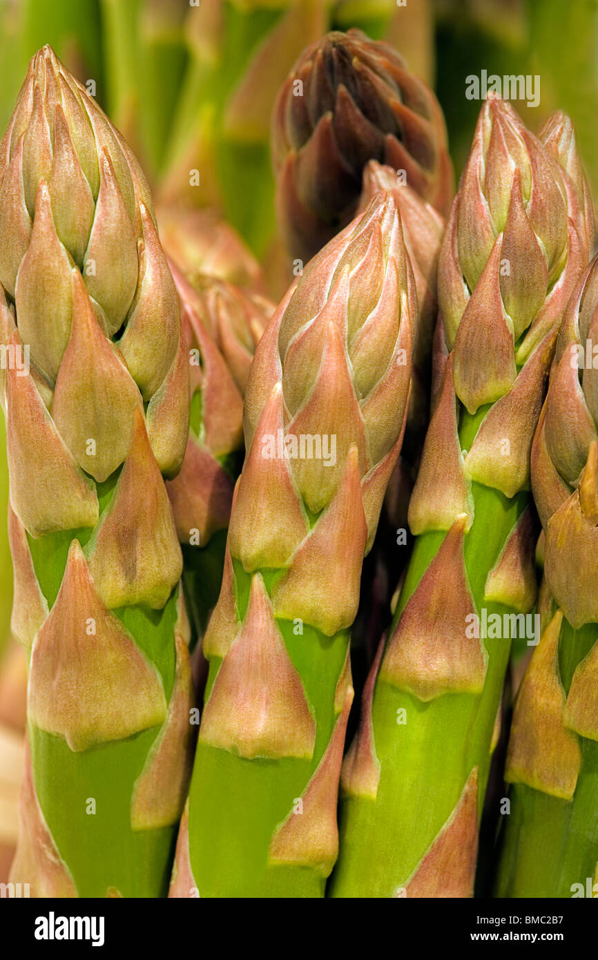 Asparagus crowns hires stock photography and images Alamy