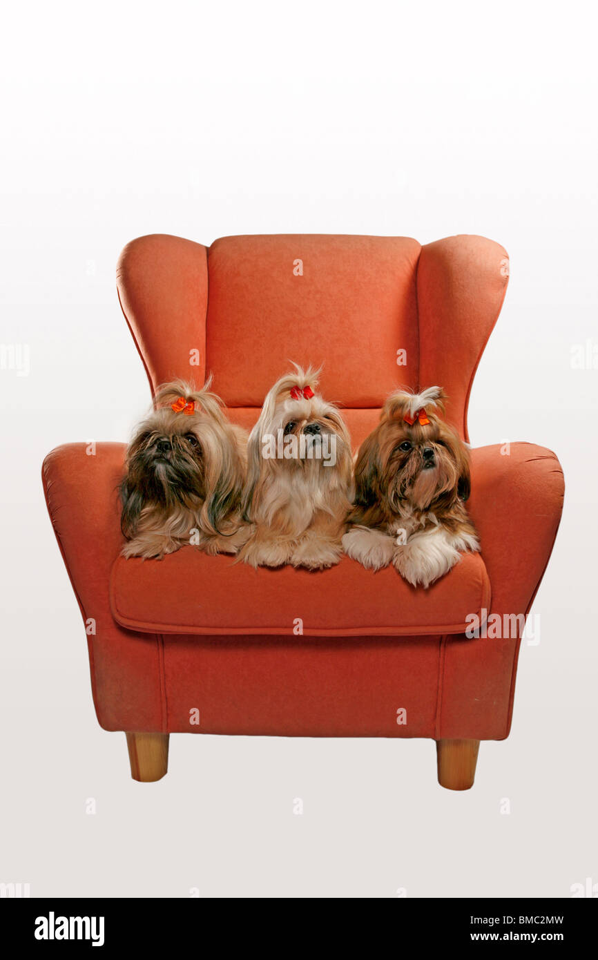 Shih Tzus auf Sessel / Shih Tzus on armchair Stock Photo