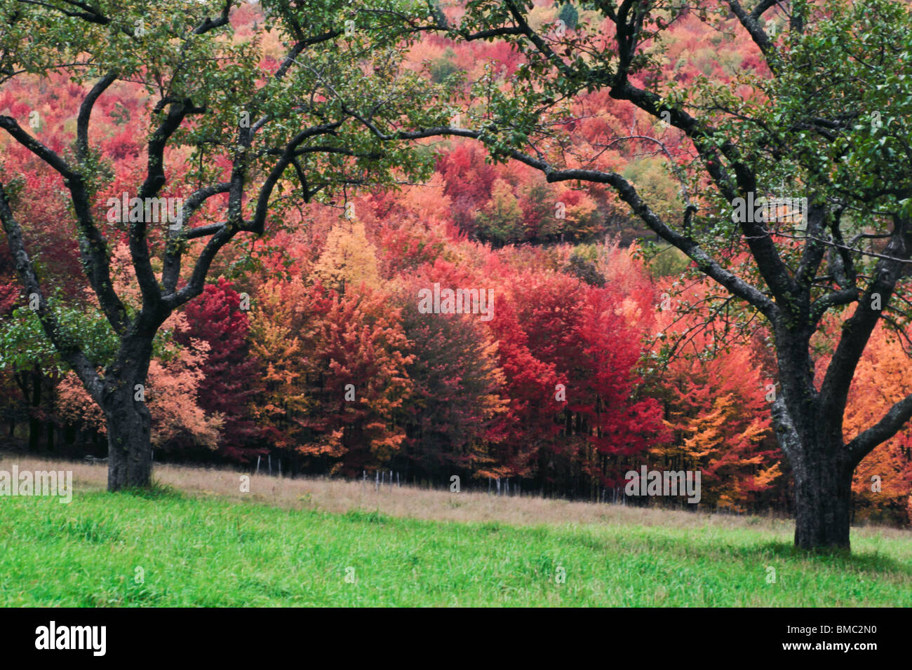 fall foliage in Sullivan County, NY. The Foothill of the Catskill