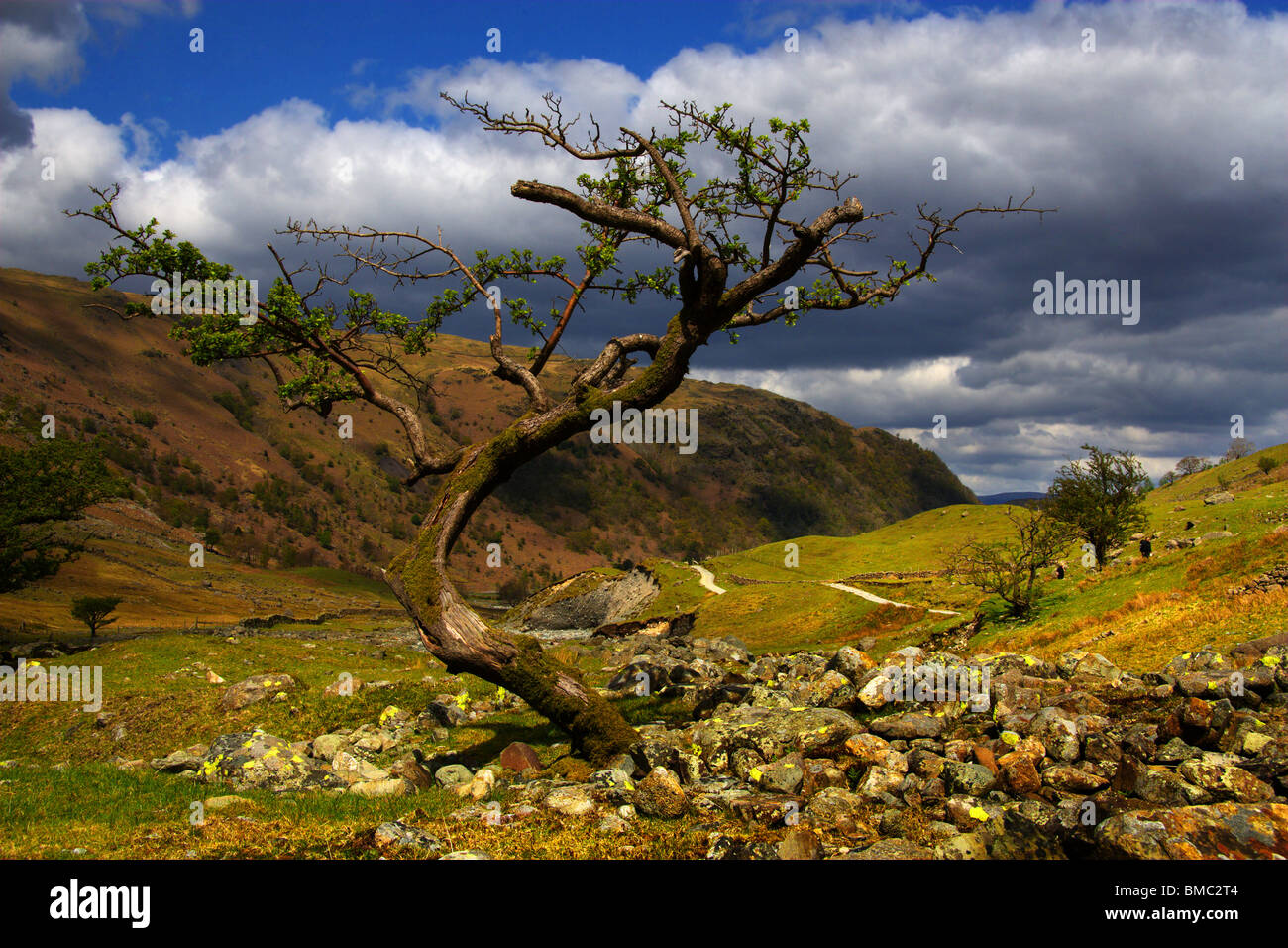 Tree shaped by the ever changing weather conditions in the Borrowdale valley Stock Photo
