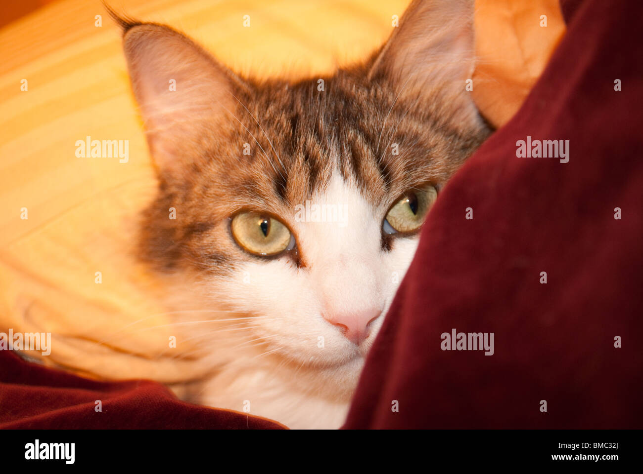 Cat under covers hires stock photography and images Alamy