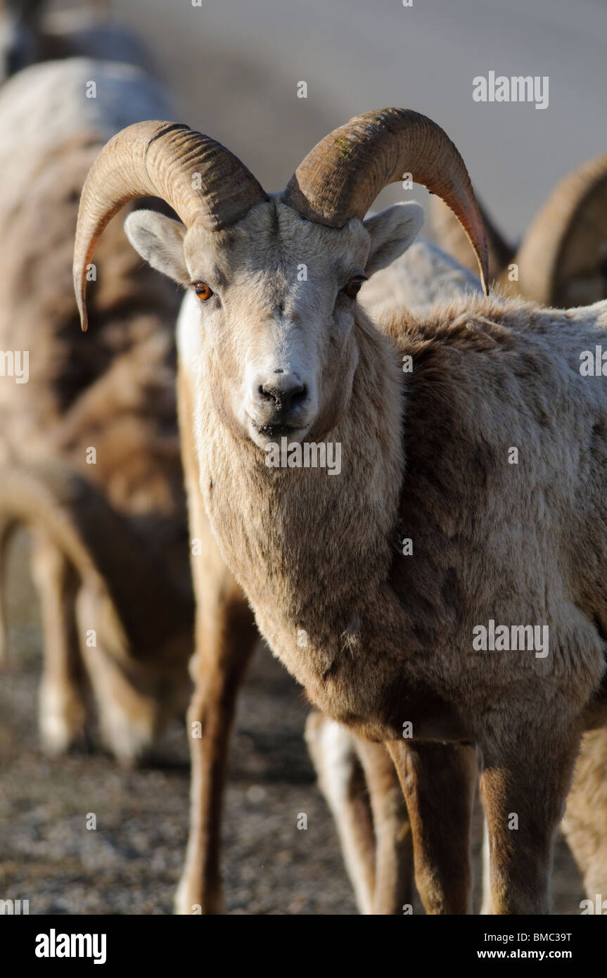 Rocky Mountain Sheep Stock Photo - Alamy