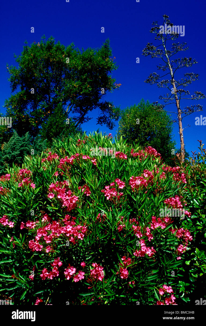 oleander flower, oleander flowers, oleander, oleanders, city of Novato
