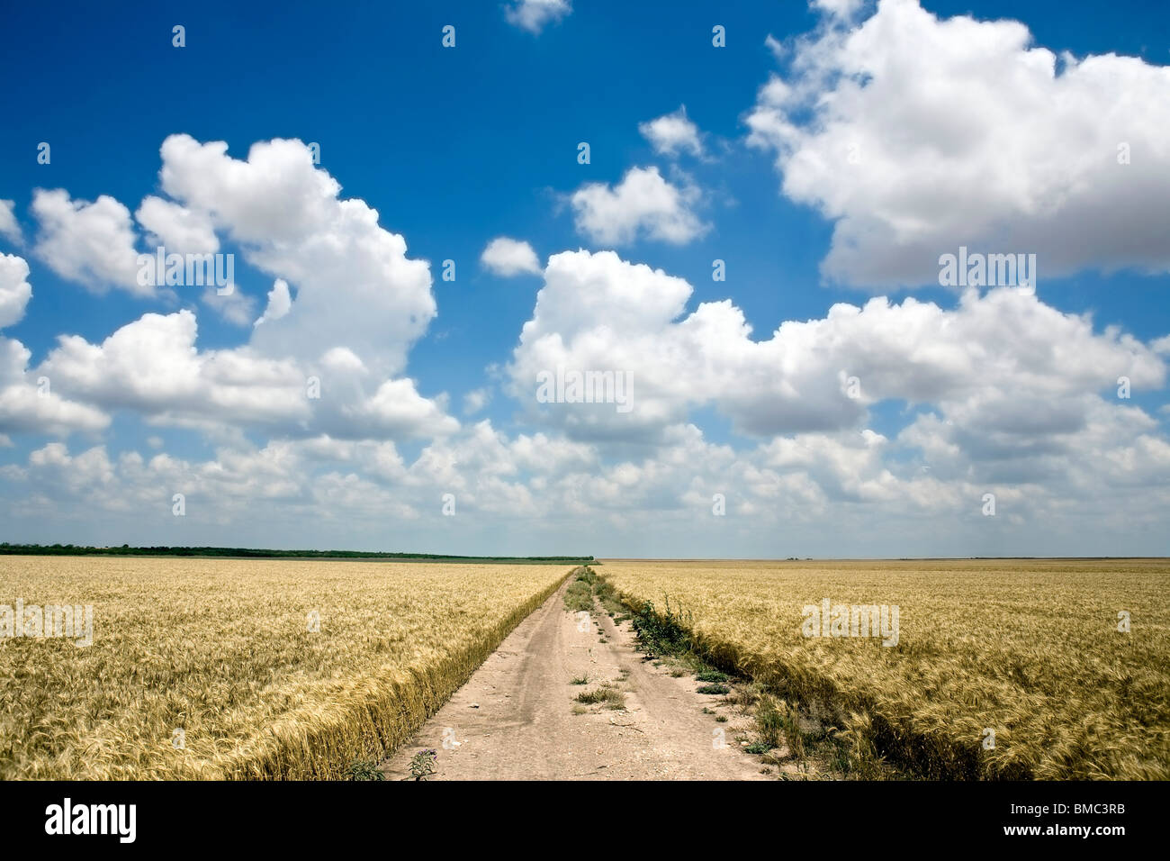 Wheat fields in Arkansas, USA Stock Photo