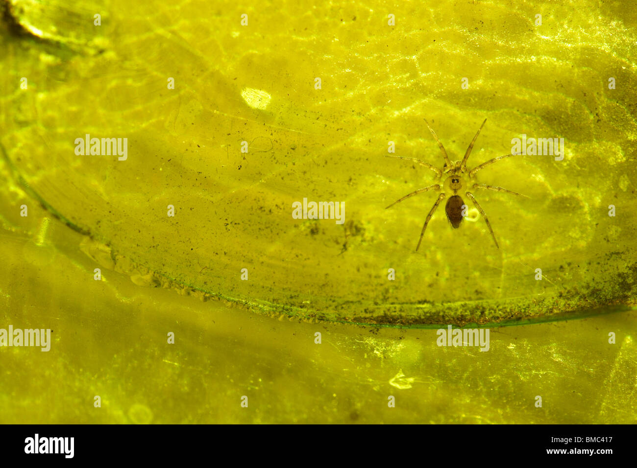 A small, 2 -2.5 mm, wall spider, genus Oecobius, on a stained glass window in a church. Stock Photo