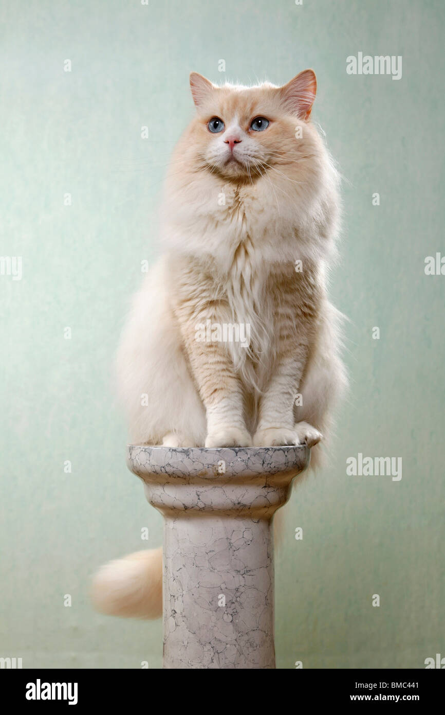 Highlander Kater / Britanica Tomcat Stock Photo