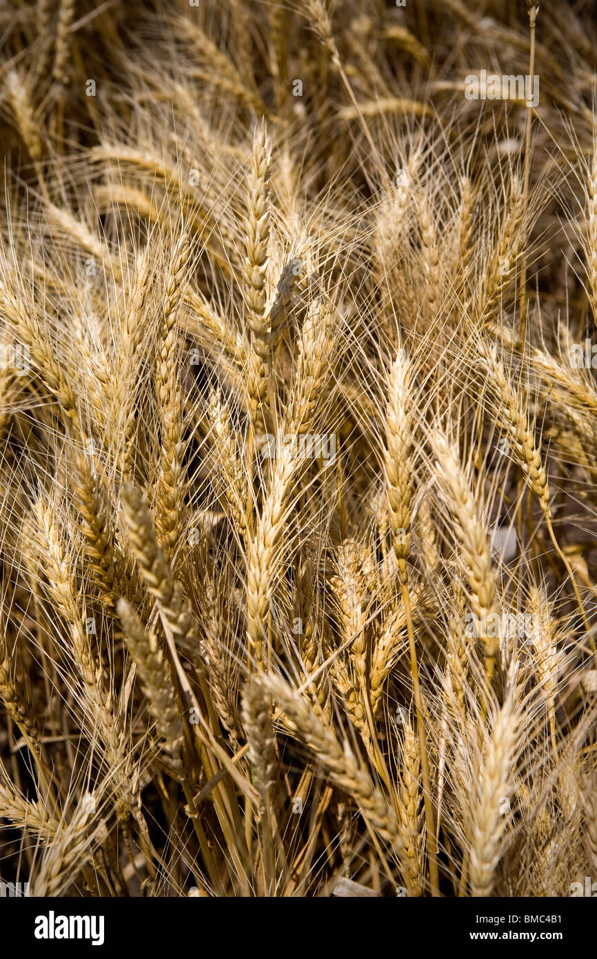 Wheat field and farm road in rural Arkansas Stock Photo Alamy