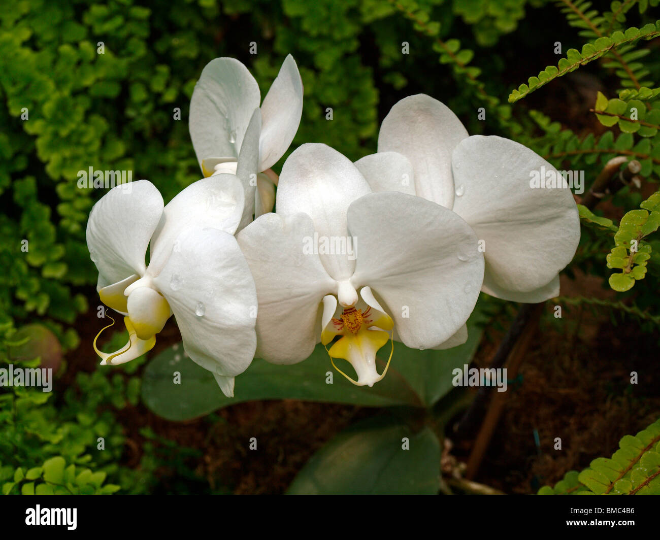 Doritaenopsis orchid. Doritaenopsis is a moth orchid hybrid, a cross with a Phaleanopsis and a Doritis. Stock Photo