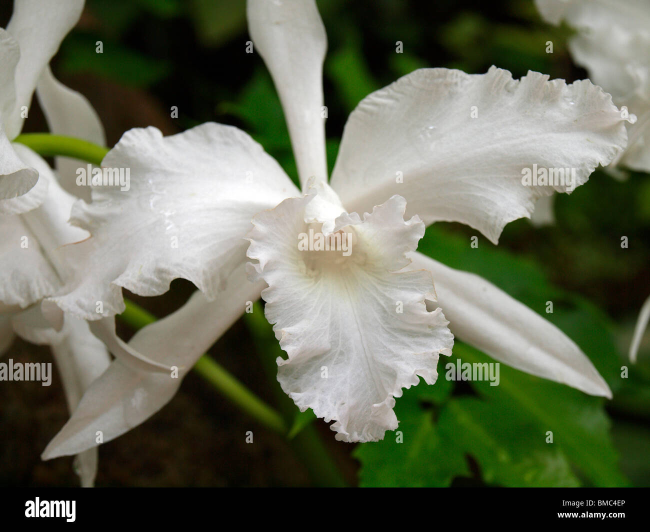 White Cattleya Orchids. Laelia lobata from Brazil Stock Photo