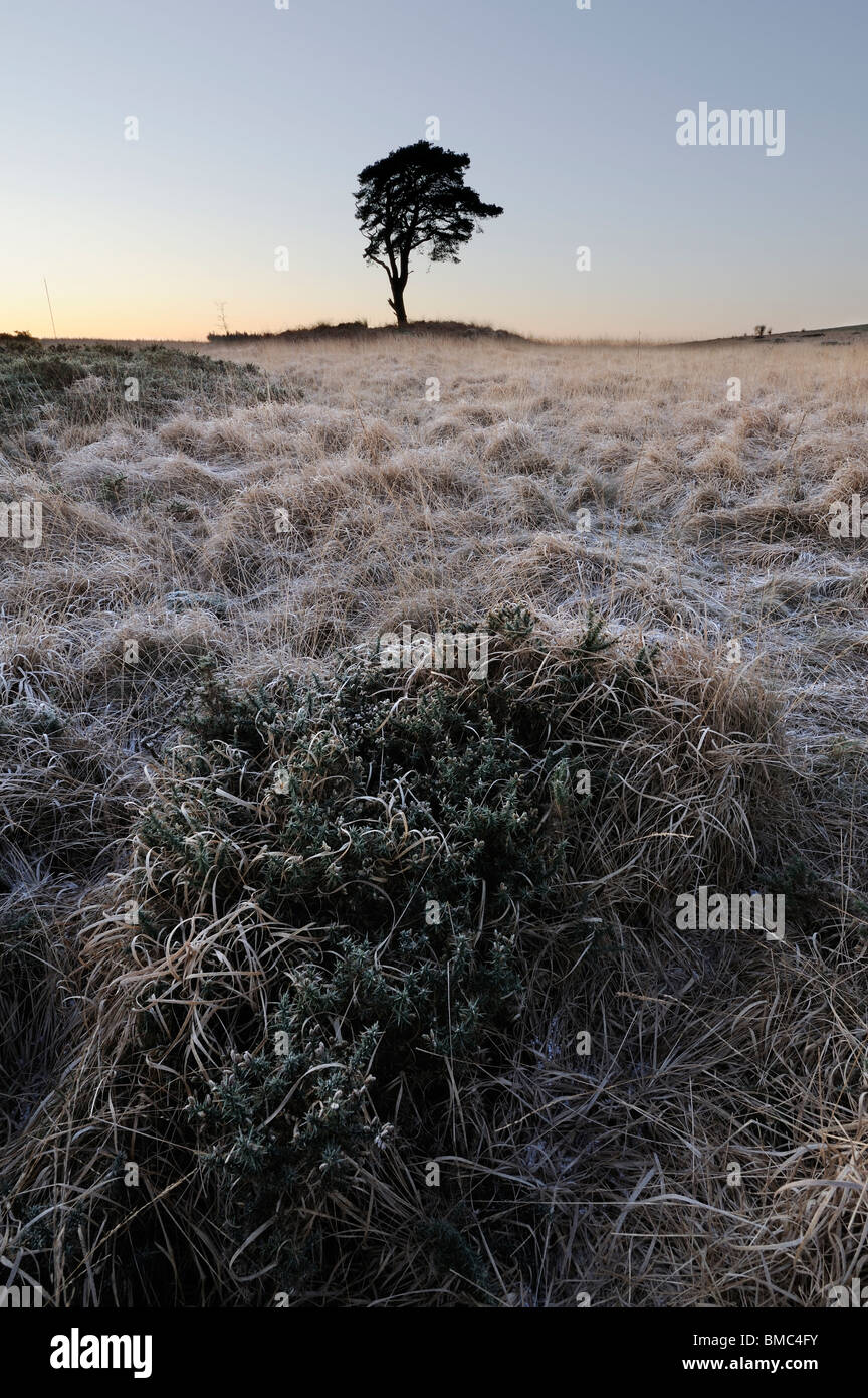 A lone Scots Pine tree (Pinus sylvestris) near Priddy Pools at sunrise on a frosty winter