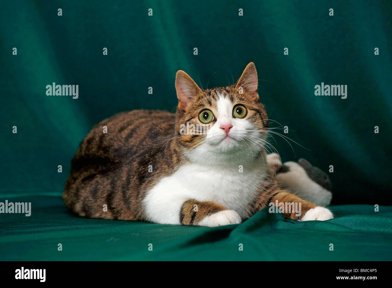 liegende Katze / lying cat Stock Photo