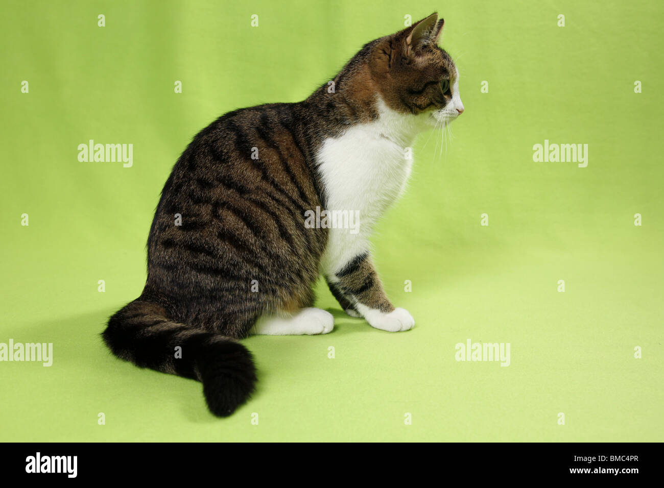 sitzende Katze / sitting cat Stock Photo