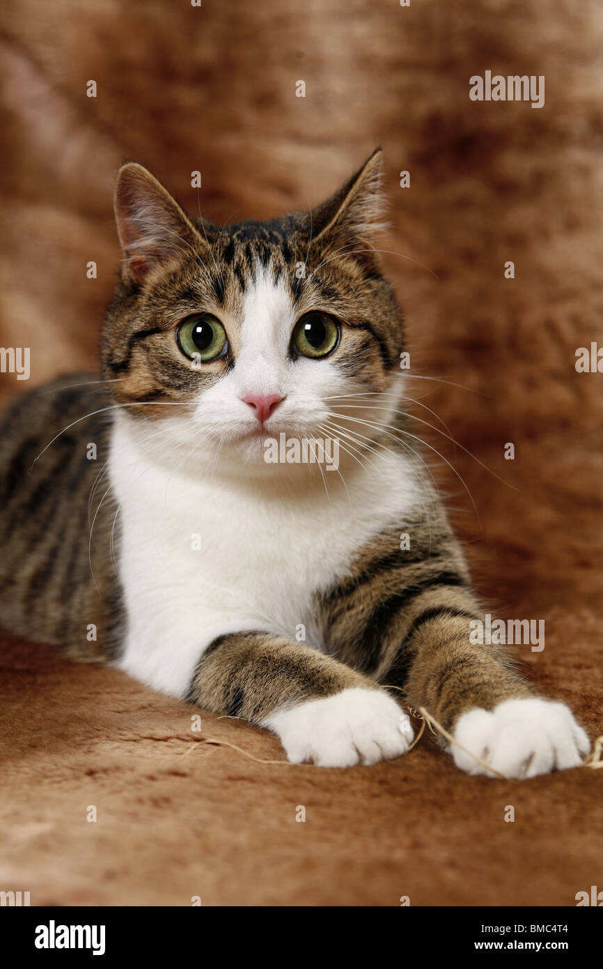 Katze / domestic cat Stock Photo