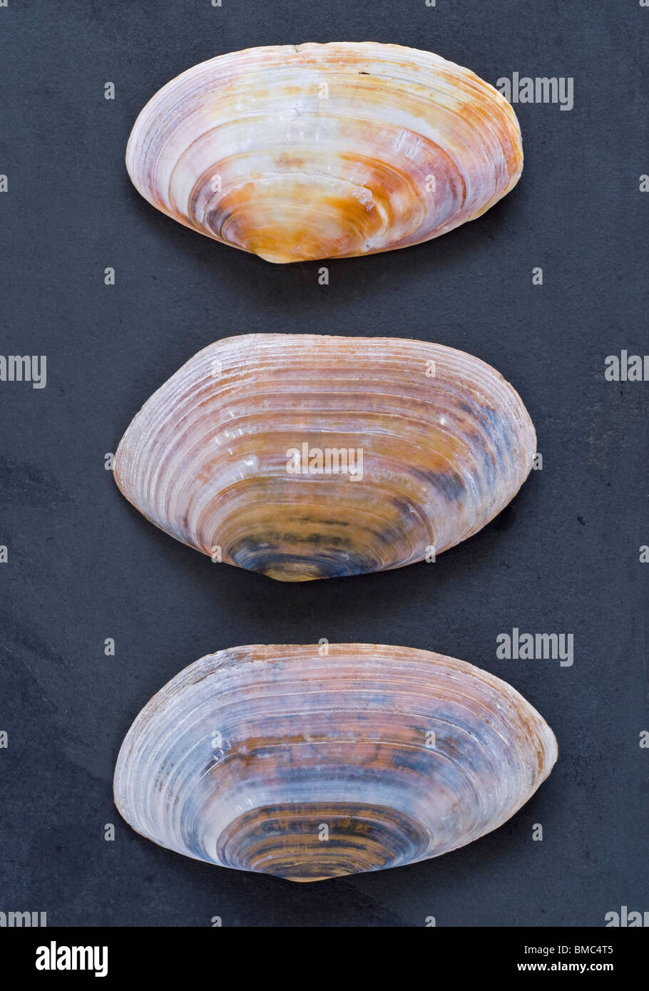 Bivalve shells hi-res stock photography and images - Alamy