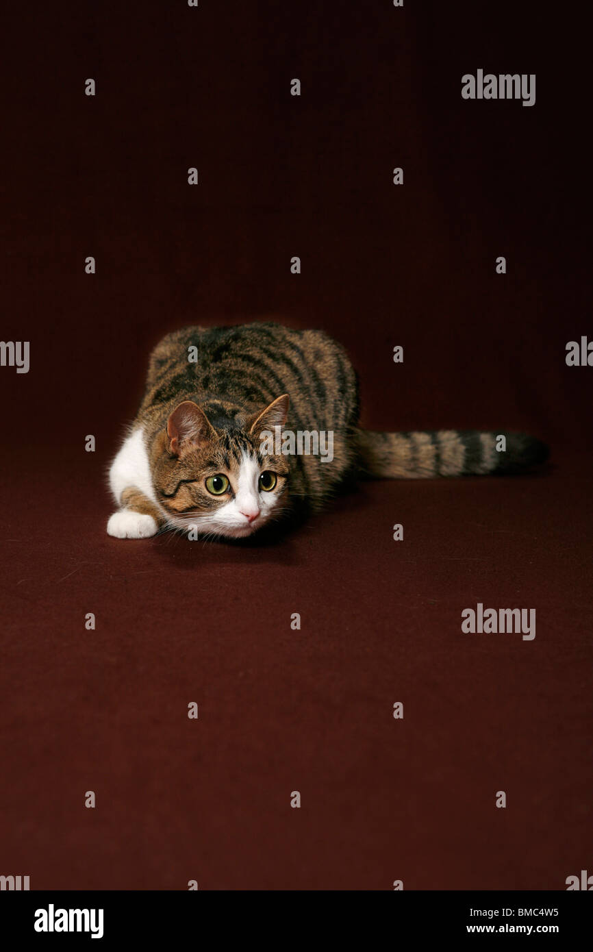 Katze / domestic cat Stock Photo