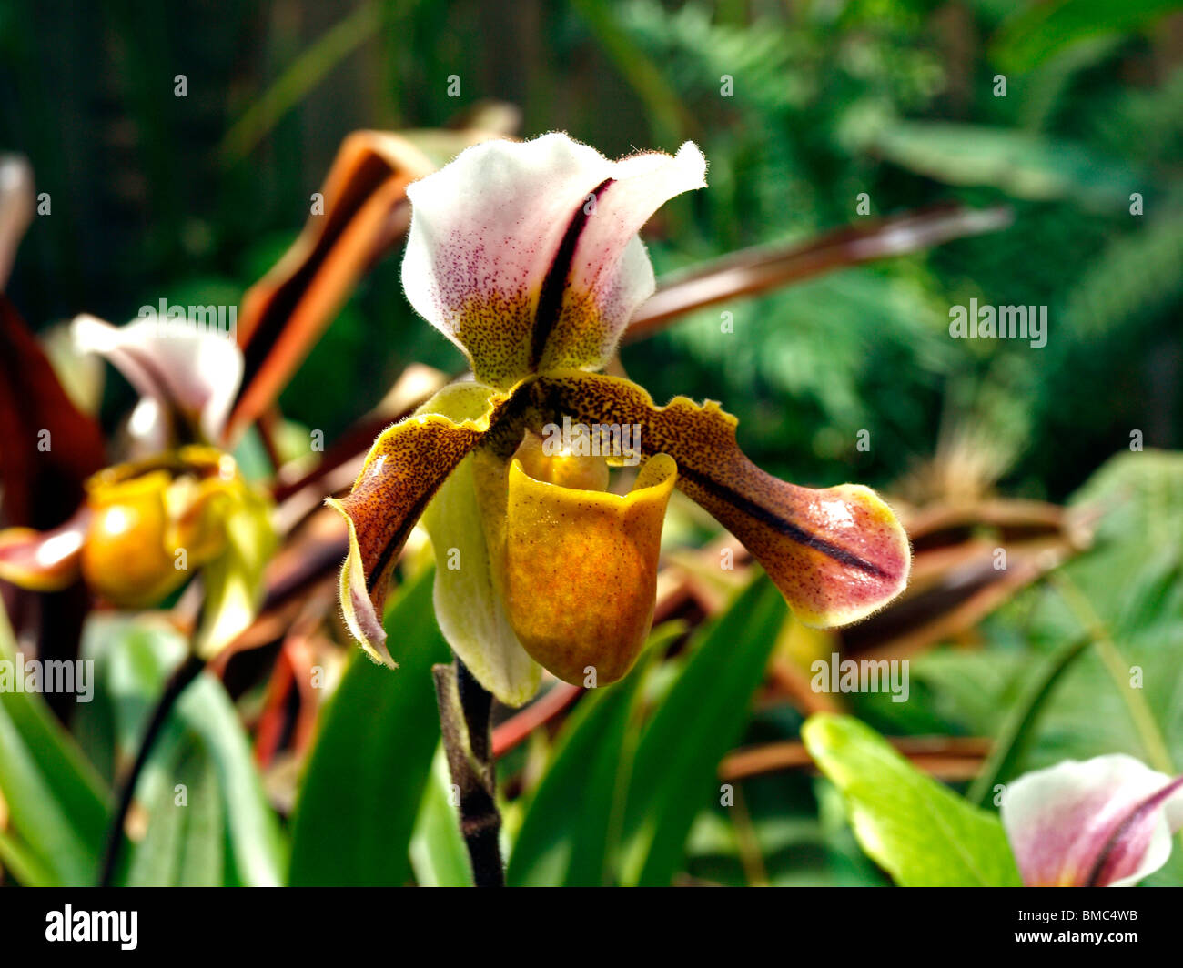 Lady Slipper Orchid, Hybrid Orchid Paphiopedilum Stock Photo