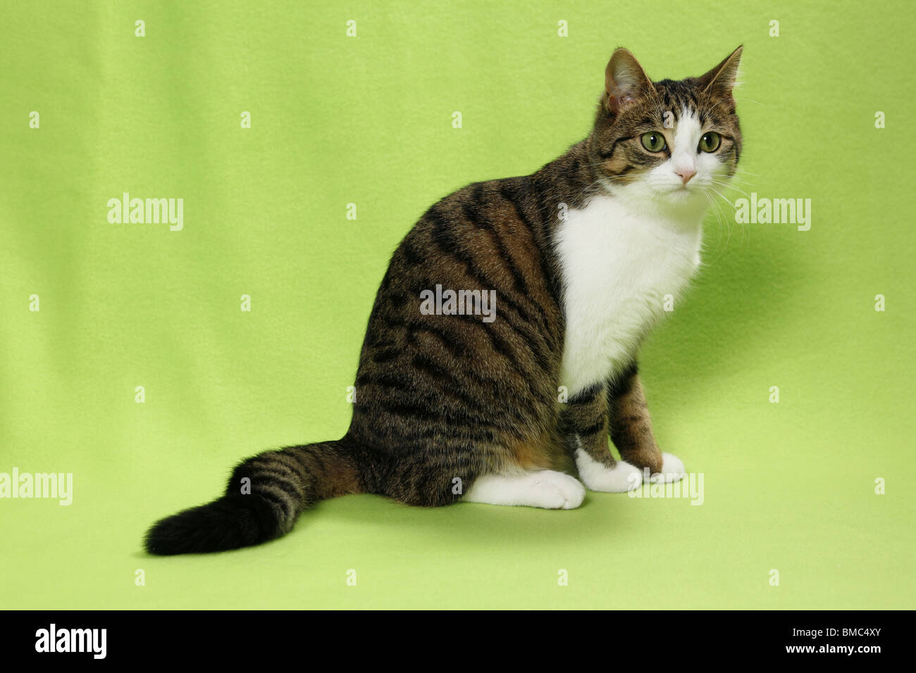 sitzende Katze / sitting cat Stock Photo