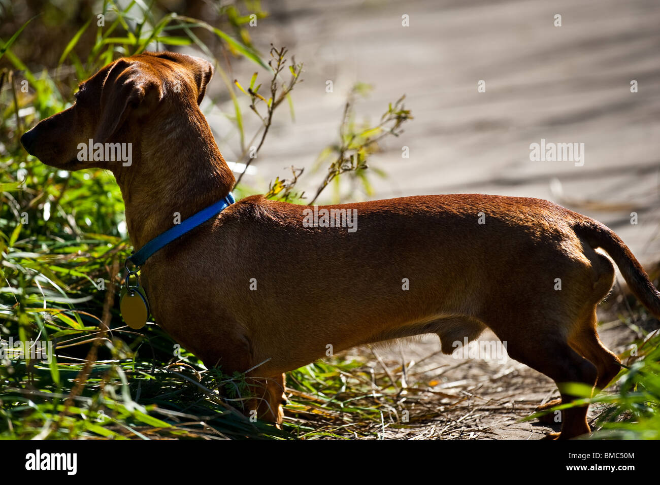 A profile view of a miniature Dachshund with dog tags visible