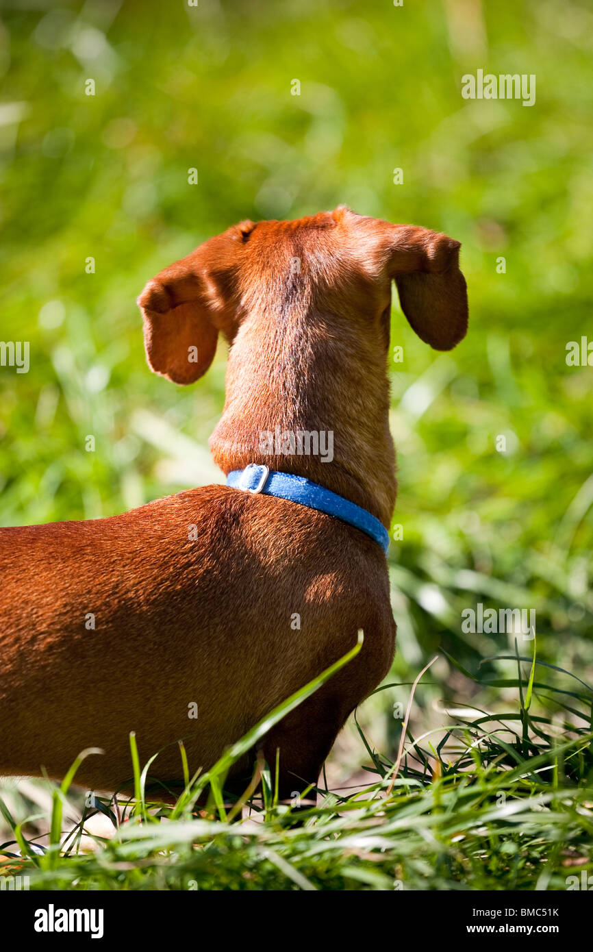 A miniature Dachshund, in the tall grass, looking away from the camera