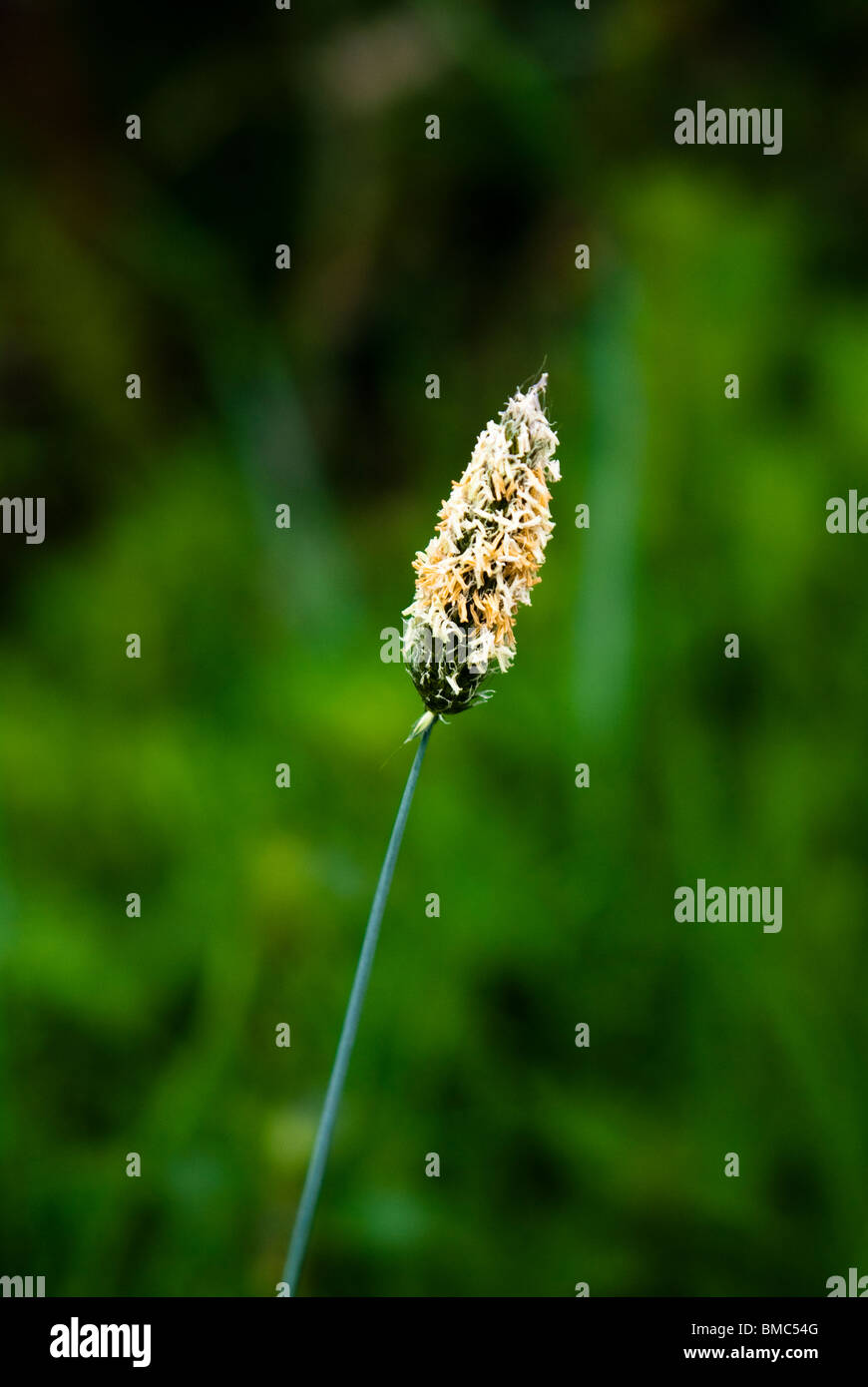 Plant, Grass, Meadow Foxtail Stock Photo