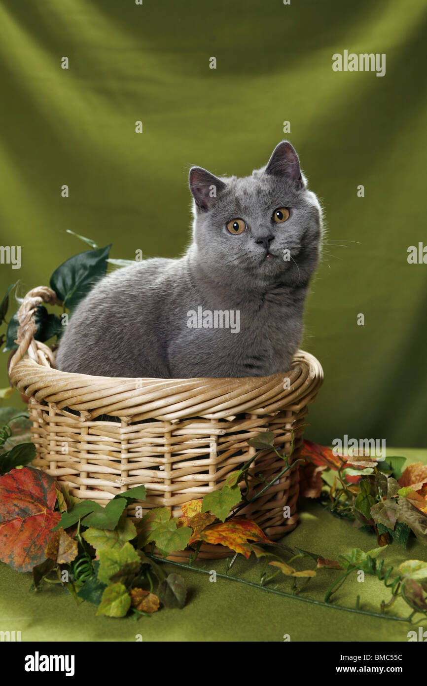 Britisch Kurzhaar / British Shorthair Stock Photo