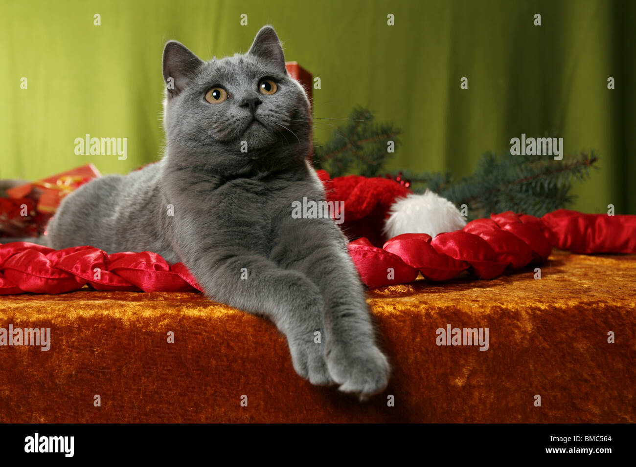 Britisch Kurzhaar / British Shorthair Stock Photo