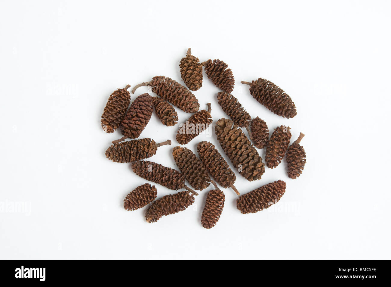 Dried, natural alder cones on a white background Stock Photo